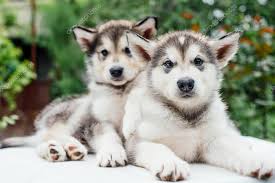 Alaskan malamute, sled dog developed by the malemiut, an eskimo (inupiat) group from which it takes its name. Alaskan Malamut Fotografie Zdjecia Stockowe Alaskan Malamut Obrazy Royalty Free