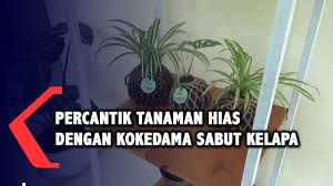 Selain sebagai pengikat media tanam, lilitan. Percantik Tanaman Hias Dengan Kokedama Sabut Kelapa Youtube