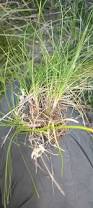Image result for Abildgaardia ovata
