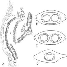Image result for Securidaca welwitschii