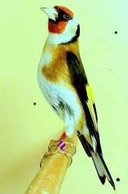 Purement Elegant Woow أنيق Https Www Youtube Com Bilelseg Https Www Facebook Com Chardonneretbilelkio Jilguero Animales Extraordinarios Animales