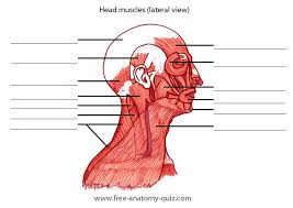 A wide variety of body movement exercises options are available to you, such as function, is_customized, and combo set offered. Head And Neck Muscles To Label Medical Anatomy Human Anatomy And Physiology Head And Neck