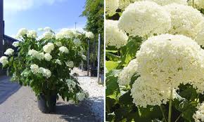 Mar 28, 2021 · keep in mind that the region in which you live typically dictates when you can transplant. Hydrangea Arborescens Annabelle Hydrangea Annabelle Shrub Garden Plants Online