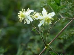 Image result for Clematis brachiata