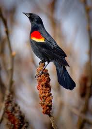 Small Birds Of Upstate Ny Red Winged Black Bird Birds Black Bird Backyard Birds