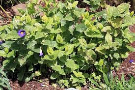 Image result for Thunbergia battiscombei