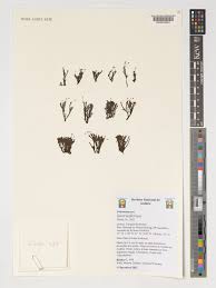 Image result for Inversodicraea