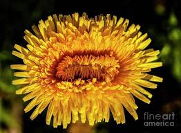 Image result for Taraxacum sp.