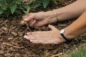 X research source vinegar shouldn't soak into the soil and kill other plants unless it makes direct jan 20, 2021 · vinegar is not always a good option if you are spraying weeds in a garden, flower bed, or in your yard. Six Tips For Effective Weed Control Finegardening