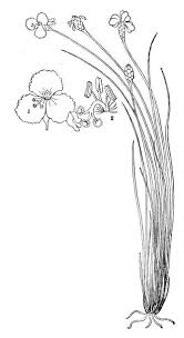 Image result for Xyris elegantula