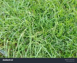 Image result for Rottboellia cochinchinensis