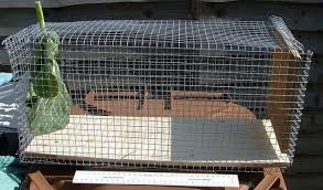 Diy Small Animal Trap Rabbit Squirrel Etc Rabbit Traps Animal Traps Small Pets