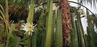 We did not find results for: San Pedro Cactus Growing And Caring For The Trichocereus Pachanoi