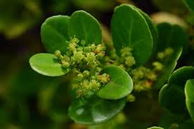 Image result for Mystroxylon