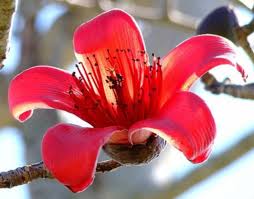 Image result for Bombax