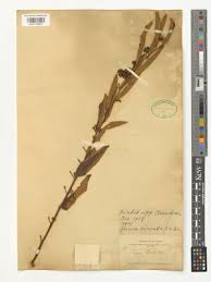 Image result for Grewia arborea