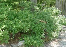Sweet Fern Comptonia Peregrina Sweet Fern Plants Trees To Plant