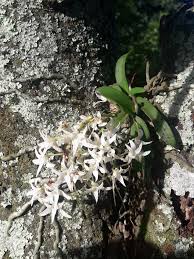 Image result for Mystacidium venosum