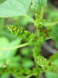 Image result for Ottelia cylindrica