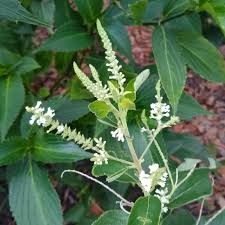 Check spelling or type a new query. Aloysia Virgata Sweet Almond Bush Uploaded By Junebensted
