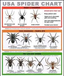 Study Up On Which Spiders To Be Legit Scared Of And Which Are Just Creepy Spider Identification Chart Spider Chart Survival