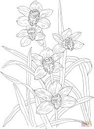 Cymbidium Rosanna Orchid Coloring Page Orchid Drawing Realistic Flower Drawing Coloring Pages