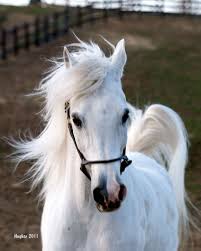 Ari Running Head On March 2011 Horses Pretty Horses White Horses