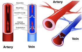 Pin On Circulatory System