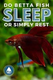 Betta's will predominantly sleep in darkness, however, they will also take naps throughout the day as well. 14 Betta Fish Facts And Tips Ideas In 2021 Betta Fish Betta Fish