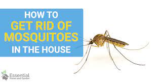 Warming essential oils will fill your home with a pleasant scent and keep burning citronella candles is an effective way to get rid of mosquitoes outdoors, but tightly cover containers of standing water, such as barrels or cisterns, around the outside of your home to. How To Get Rid Of Mosquitoes Inside The House Essential Home And Garden