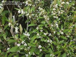 Here are some information of the common shrubs and bushes, which you can refer to for identifying shrubs and bushes. Plant Identification Closed Hedge Shrub Plant With White Flowers Id 2 By Rosinabloom