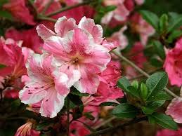 Conversation Piece Azalea Belongs To The Robin Hill Family Of Azaleas That Are Noted For Their Large Flowers On Hardy Plants Hardy Plants Azaleas Garden Shrubs