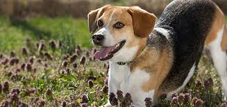 The Beagle As A Hunting Hound | PEDIGREE®
