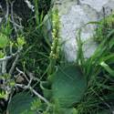 Image result for Satyrium sphaeranthum