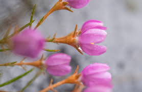 Image result for Chironia