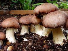 While more challenging than many garden plants, growing portobello mushrooms (agaricus bisporus) can be rewarding for ambitious gardeners. 400 Art Ideas Art Watercolor Art Watercolor Paintings