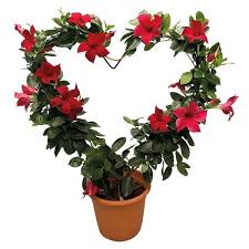 Image result for dipladenie sanderi obrázek