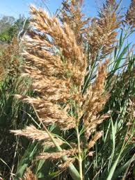 Image result for Phragmites mauritianus