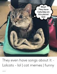 Enjoy these delicious kitty goodness memes, in all of their adorable glory. Wow They Have Caturday On This Planet Too They Even Have Songs About It Lolcats Lol Cat Memes Funny Caturday Meme On Me Me