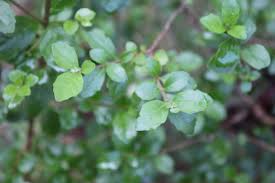 Image result for Nuxia congesta