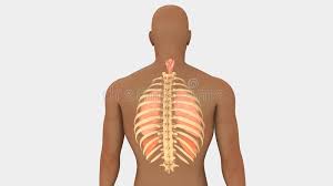 I felt a swelling under my left rib cage since last four years but no pain was there. Lungs And Rib Cage Posterior View Stock Illustration Illustration Of Bronchi Pleura 101914170