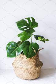 monstera deliciosa by yolene dabreteau on creativemarket palm leaf baskets plants air plant car hanger
