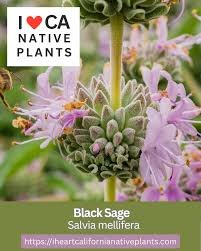 Image result for Chironia gratissima