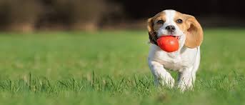 With an excellent facility, and tender experienced staff, you can relax assured that your furry friend is in good hands. Greensboro Dog Boarding Lucky S Pet Resort Day Spa