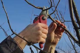 Sfaturi privind taierea pomilor fructiferi. Recoltarea In GrÄƒdina Dvs Depinde De TÄƒierea Pomilor Fructiferi