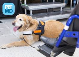 What S The Difference Between Service Dogs Emotional Support Dogs And Therapy Dogs Emotional Support Dog Service Dogs Support Dog