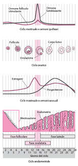Il ciclo mestruale è sotto il controllo di tre strutture endocrine (ipotalamo, ipofisi e ovaie) e di una complessa rete di ormoni. Ciclo Mestruale Problemi Di Salute Delle Donne Manuale Msd Versione Per I Pazienti
