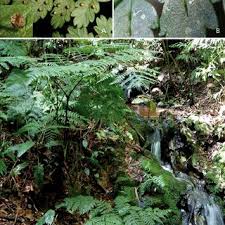 Image result for Mohria lepigera