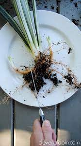 African violets, kalanchoes, jade plants, snake plants and prayer plants are perfect candidates for leaf cuttings. How To Divide Sansevieria For Beginers