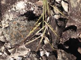 Image result for Andropogon chinensis